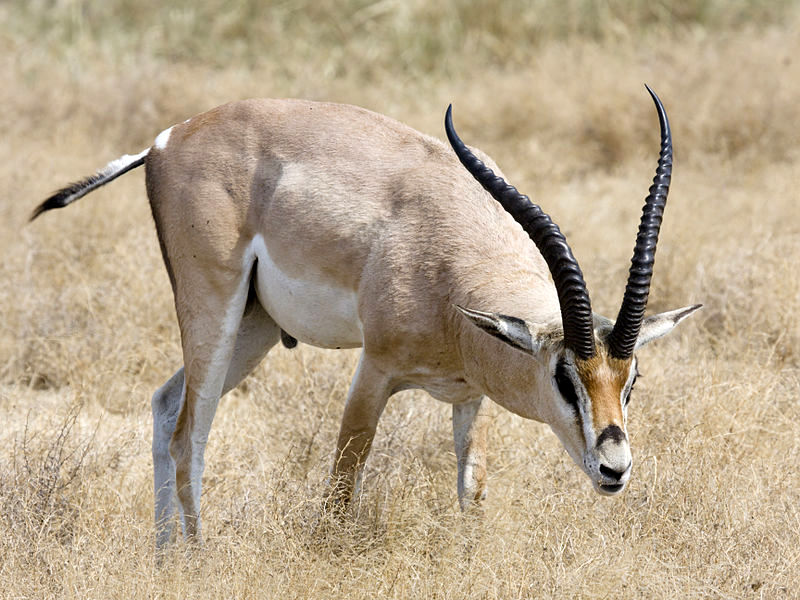5 Days The Great Migration