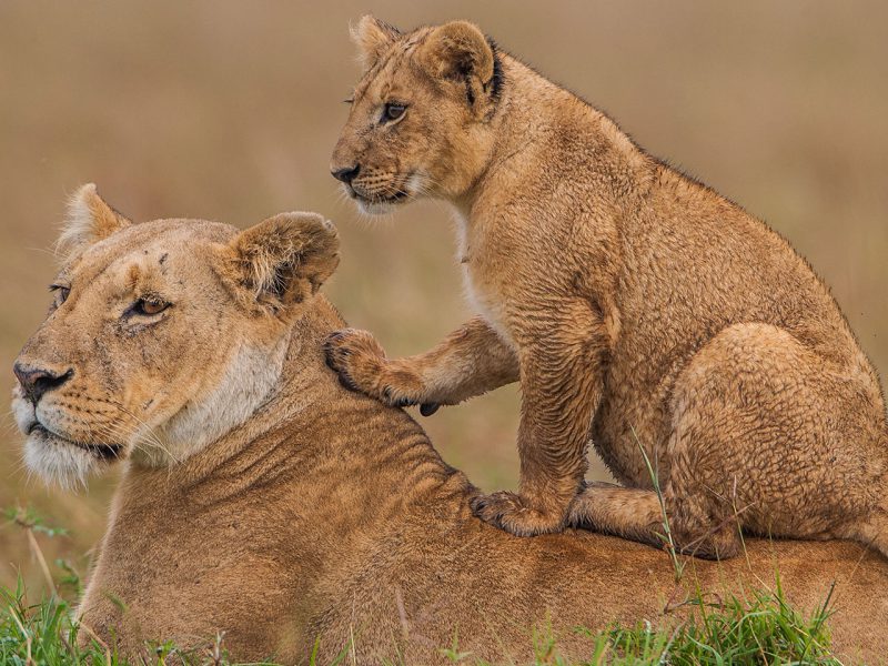 4 Days Big Cat Encounter