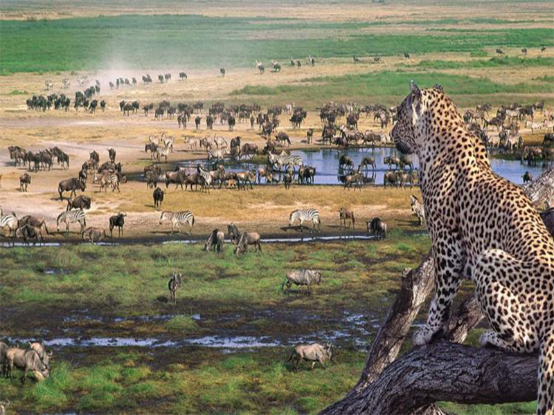 5 Days The Great Migration